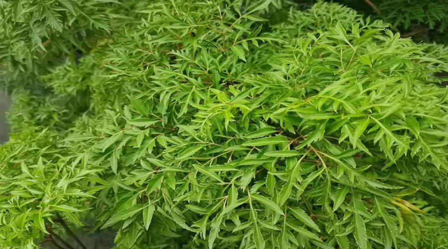 Những ai có thể dùng Trà đinh lăng? 1